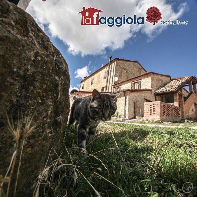 La Faggiola Agriturismo Vila Macerata Feltria Exterior foto